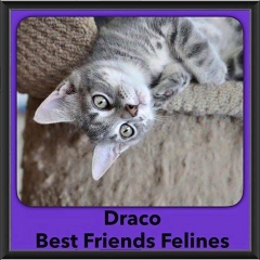 2016-Adopted-Draco
