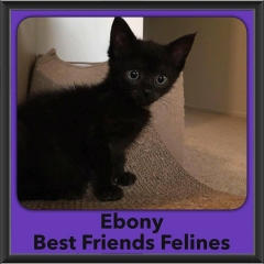 2016-Adopted-Ebony
