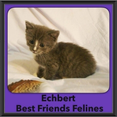 2016-Adopted-Echbert