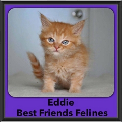 2016-Adopted-Eddie