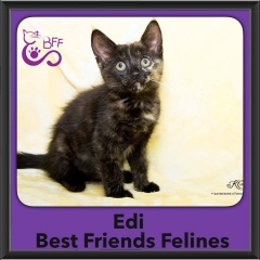 2016-Adopted-Edi