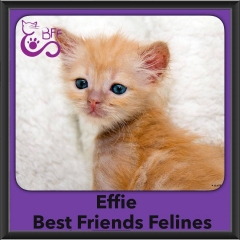 2016-Adopted-Effie