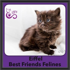 2016-Adopted-Eiffel