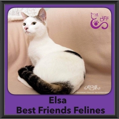 2016-Adopted-Elsa