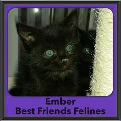 2016-Adopted-Ember