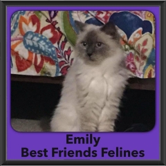 2016-Adopted-Emily