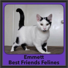 2016-Adopted-Emmett