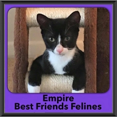 2016-Adopted-Empire