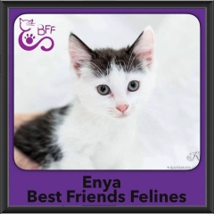 2016-Adopted-Enya