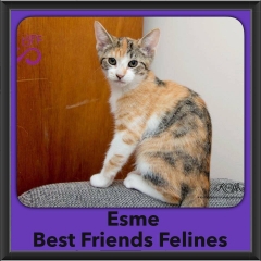 2016-Adopted-Esme