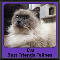 2016-Adopted-Eva