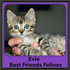 2016-Adopted-Evie