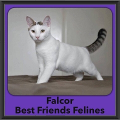 2016-Adopted-Falcor