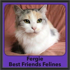 2016-Adopted-Fergie