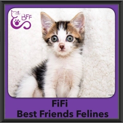 2016-Adopted-Fifi