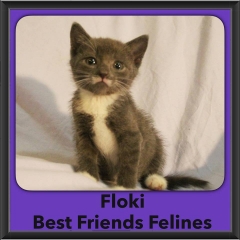 2016-Adopted-Floki