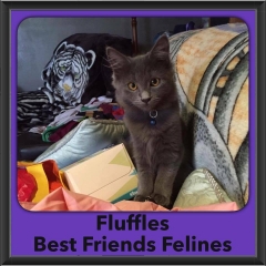2016-Adopted-Fluffles