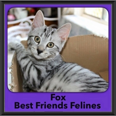 2016-Adopted-Fox