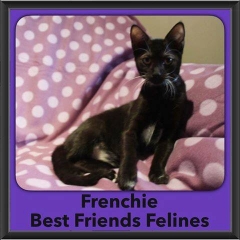 2016-Adopted-Frenchie