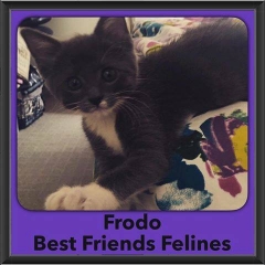 2016-Adopted-Frodo