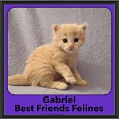 2016-Adopted-Gabriel