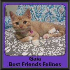 2016-Adopted-Gaia
