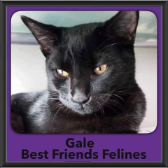 2016-Adopted-Gale