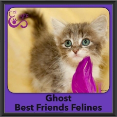 2016-Adopted-Ghost