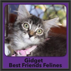 2016-Adopted-Gidget
