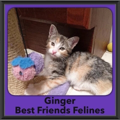 2016-Adopted-Ginger