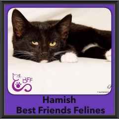 2016-Adopted-Hamish