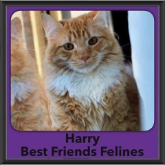 2016-Adopted-Harry