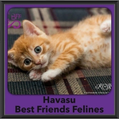2016-Adopted-Havasu