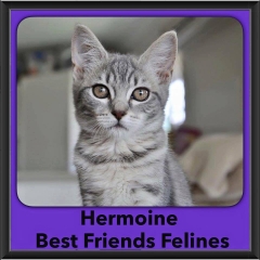 2016-Adopted-Hermoine