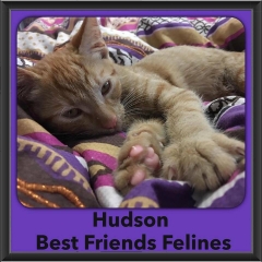 2016-Adopted-Hudson