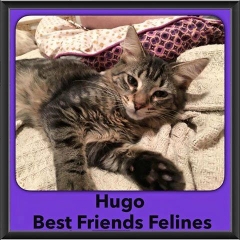 2016-Adopted-Hugo