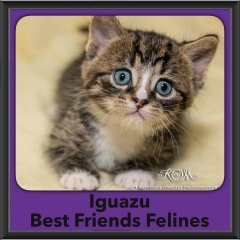 2016-Adopted-Iguazu