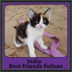 2016-Adopted-India