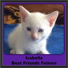 2016-Adopted-Isabella