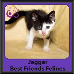 2016-Adopted-Jagger