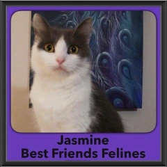 2016-Adopted-Jasmine