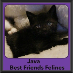 2016-Adopted-Java