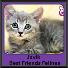2016-Adopted-Javik