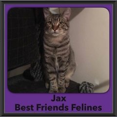 2016-Adopted-Jax