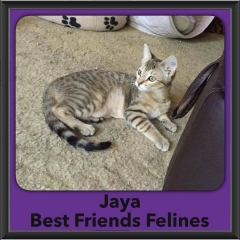 2016-Adopted-Jaya