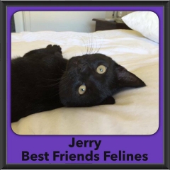 2016-Adopted-Jerry