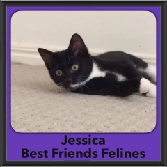 2016-Adopted-Jessica
