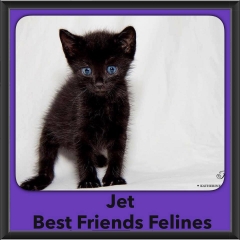 2016-Adopted-Jet