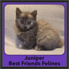 2016-Adopted-Juniper-2
