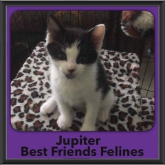 2016-Adopted-Juniper